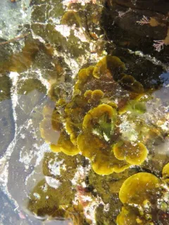 Ralfsia fungiformis thumbnail 2
