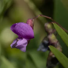 marsh pea thumbnail 2