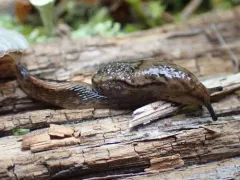 Pale Jumping-slug thumbnail 1