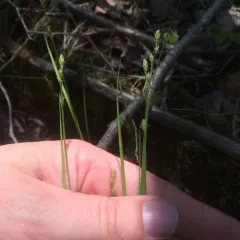 hoary sedge thumbnail 4