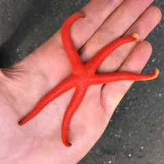 Pacific Blood Star thumbnail 3