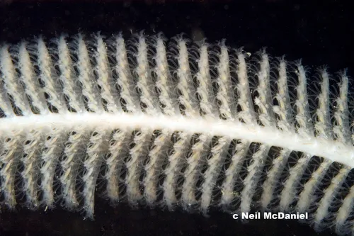 Acanthoptilum gracile