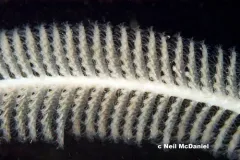 Acanthoptilum gracile thumbnail 1