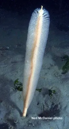 Slender Sea Pen thumbnail 2