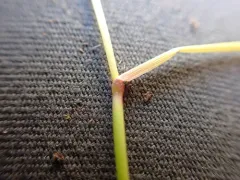Wheeler's Bluegrass thumbnail 3