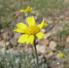 Stemless Four-nerved Daisy thumbnail 2