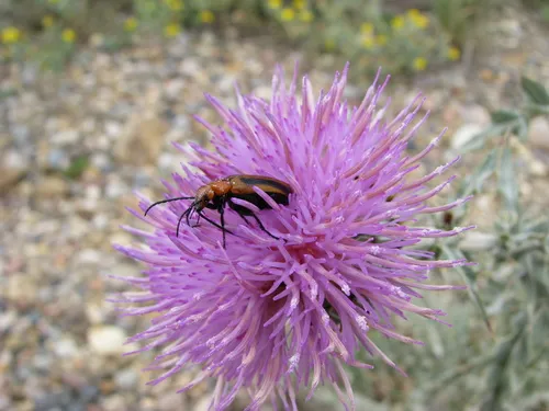 Orange Blister Beetle