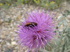 Orange Blister Beetle thumbnail 1