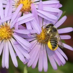 Western Leafcutter Bee thumbnail 2