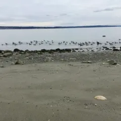 Brant thumbnail 2