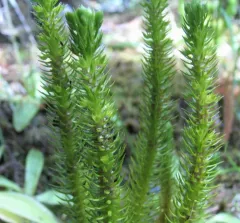Chinese clubmoss thumbnail 1