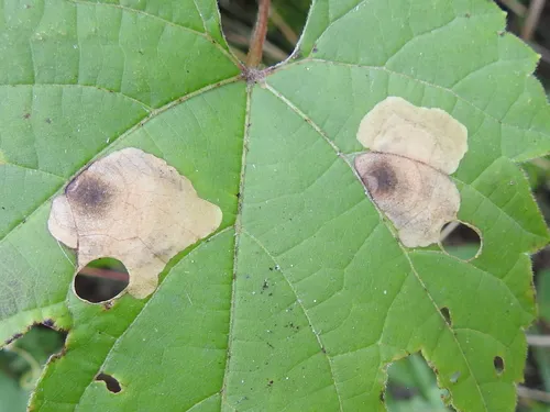 Antispila isabella