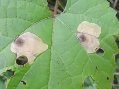 Antispila isabella thumbnail 1