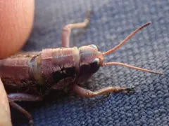 Bristly Grasshopper thumbnail 2