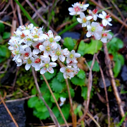 Howell's Saxifrage