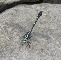 Green-faced Clubtail thumbnail 2