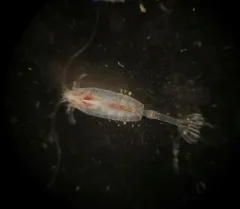 Paraeuchaeta norvegica thumbnail 2