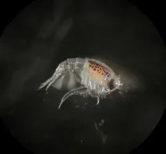Themisto compressa thumbnail 3