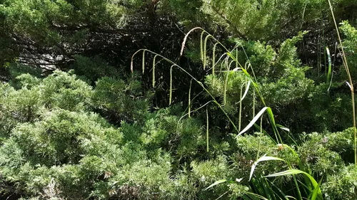 Carex agastachys