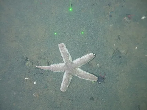 Sand Star