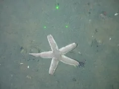 Sand Star thumbnail 1