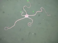 Giant Serpent Star thumbnail 1