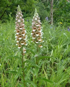 Woolly Foxglove thumbnail 2
