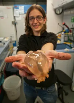 Globose Sea Pig thumbnail 2