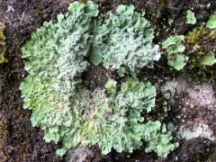 Carpet Beret Lichen thumbnail 2