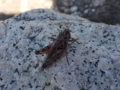 Washington Short-wing Grasshopper thumbnail 2