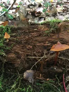 Christina's rootshank thumbnail 2