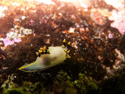 Three-color Polycera