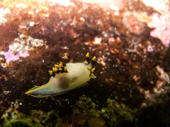 Three-color Polycera thumbnail 1