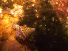 Jeweled Top Snail thumbnail 3