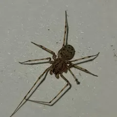 Common Spitting Spider thumbnail 3