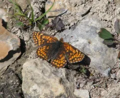 Rockslide Checkerspot thumbnail 2