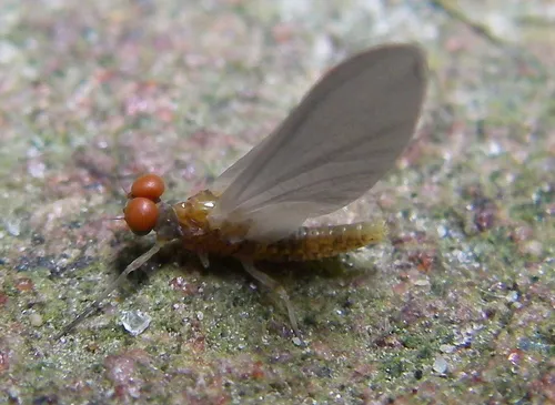 spot-bellied spiny crawler mayfly