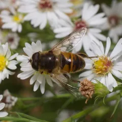 Common Drone Fly thumbnail 4