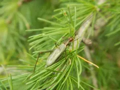 Tamarack Tree Cricket thumbnail 3