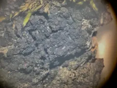 Rostania occultata thumbnail 2