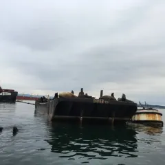 California Sea Lion thumbnail 3