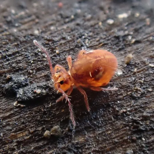 Ptenothrix maculosa