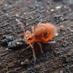 Ptenothrix maculosa thumbnail 1