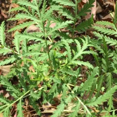 tansy thumbnail 4