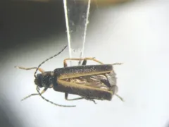 Guided Solider Beetle thumbnail 2