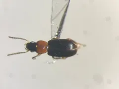 Minuscule Harp Ground Beetle thumbnail 2