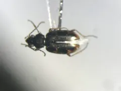 Clay-beach Bembidion Beetle thumbnail 4
