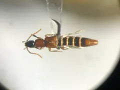 Lobrathium collare thumbnail 2