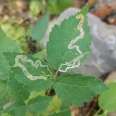 Agromyza vockerothi thumbnail 1