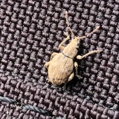 obscure root weevil thumbnail 3